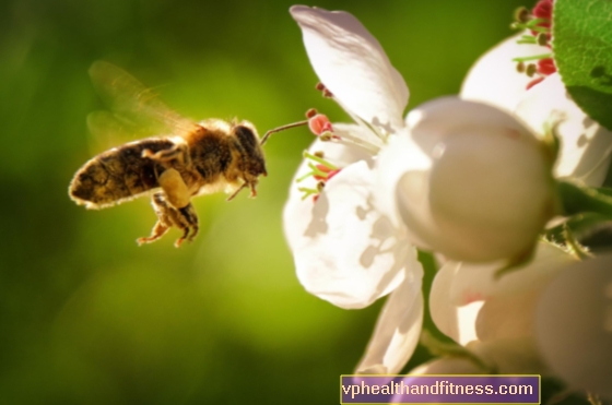بدونهم ، ستختفي الحياة على الأرض - غدًا هو يوم النحل العالمي