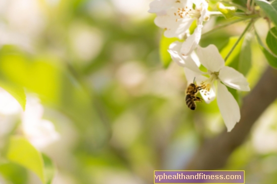 ¿Quieres salvar a las abejas? ¡Sabemos lo que no debes hacer!