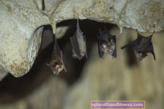 Cazador de murciélagos chino descubre nuevos virus
