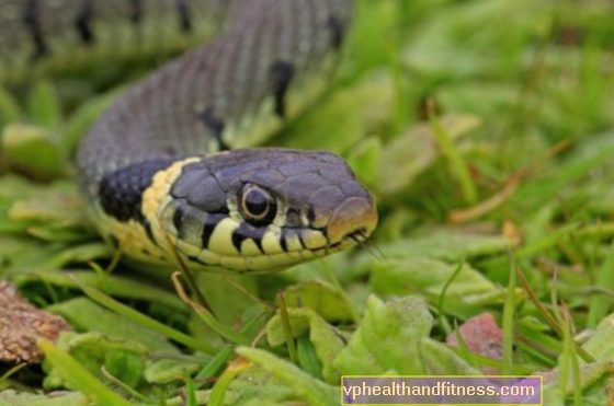 Тревната змия отровна ли е?