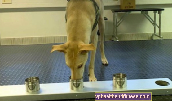 Somijas suņi jau labāk atpazīst koronavīrusu nekā daudzi testi