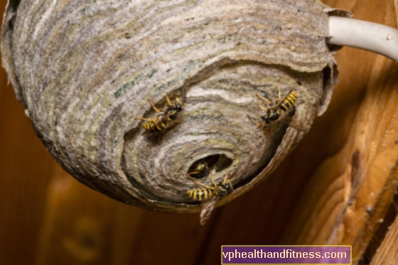¿Cómo deshacerse de las avispas? Descubra cómo quitar de forma segura el nido de avispas