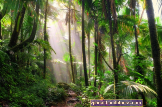 उष्णकटिबंधीय वनों की कटाई कोरोनावायरस से कैसे संबंधित है?