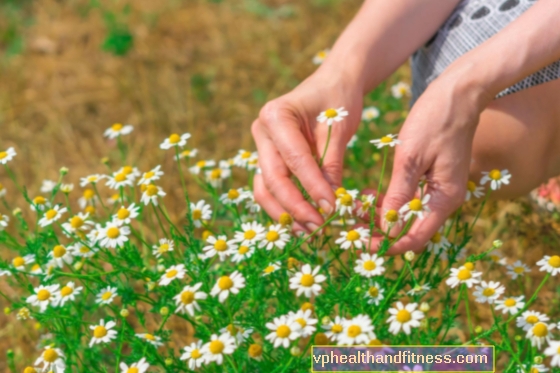 ¿Qué hierbas vale la pena recolectar en primavera? Guía para principiantes