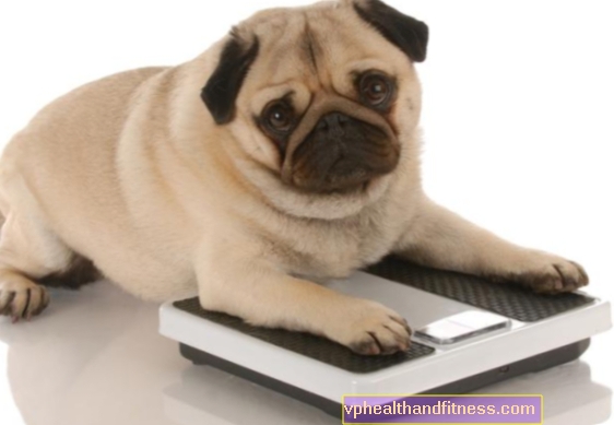 Penyelidikan terbaru mengesahkan - anjing yang berlebihan berat badan dapat hidup hingga 2.5 tahun lebih pendek