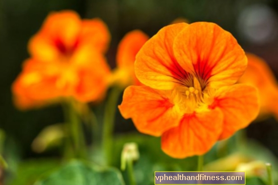 Настурция - лечебни свойства на настурциевото цвете. Как да ядем настурция?