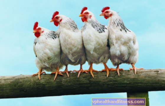 Carne contaminada: ¿las aves de corral con fipronil llegaron a las mesas polacas?