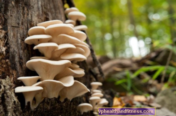 Funghi ostrica - valori nutrizionali. I funghi ostrica sono sani?