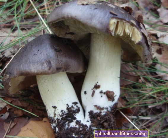 Hanhet ovat syötäviä sieniä.Kuinka hanhet tunnistaa ja valmistaa?