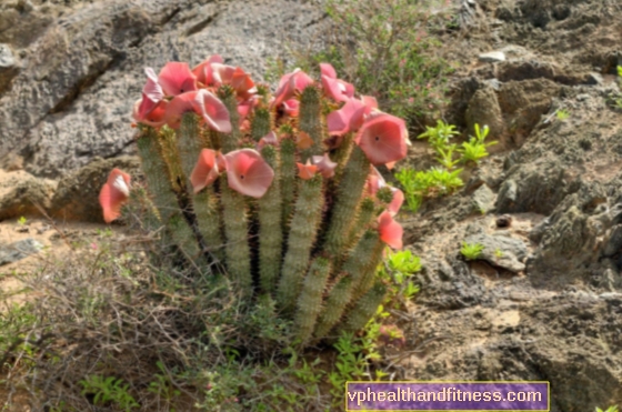 Hoodia - eine afrikanische Pflanze zur Gewichtsreduktion. Sind Hoodia-Präparate wirksam?