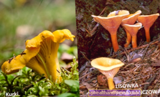 Lišky (jedlá paprika) - jsou tyto houby zdravé? Proč se vyplatí jíst lišky?