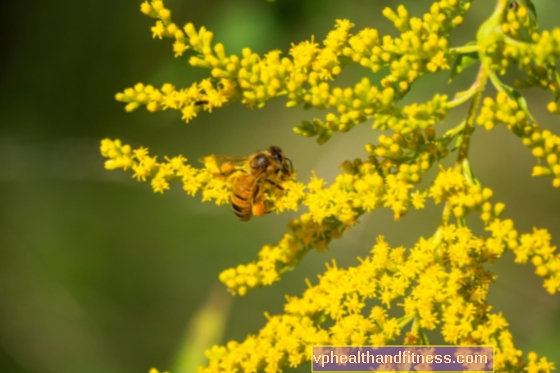 Goldenrod honung - läkande egenskaper och applicering