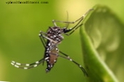ब्राजील डेंगू के खिलाफ लाखों जीएम मच्छरों को छोड़ देगा
