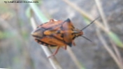 Chagas sygdom forårsager hjerteskade