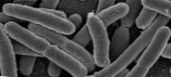 De upptäcker mer än 500 okända mikrober i den mänskliga tarmfloraen