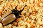 Pocket Entomology: Skadedyr i spiskammeret