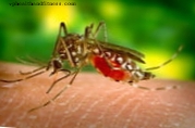 Zika-virus uhkaa Latinalaista Amerikkaa