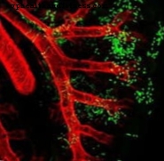 الخلايا الجذعية المشتركة في التنمية المشتركة للقلب والرئة تفسر تكيف الحياة