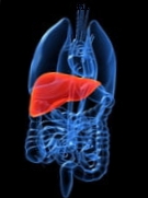 Kietėjantis hepatitas C pašalina cirozės riziką