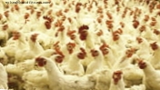 Ταχεία εξάπλωση της γρίπης των πτηνών