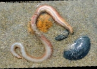 Eles descobrem um verme marinho que tem sangue 50 vezes mais poderoso que o humano