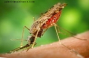 Forskere udvikler et værktøj mod tropiske sygdomme