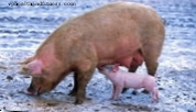 Prva kultura ljudskih organa kod svinja