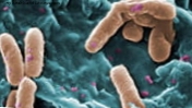 Antibiotikai: Ar bakterijas galima ginti?