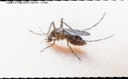 Virus Zika, hrozba pro olympijské hry?