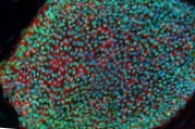 وصفة جديدة لصنع الخلايا الجنينية