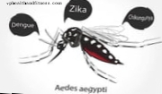 Một loại vi khuẩn ngăn muỗi truyền Zika