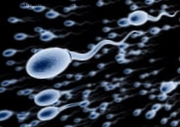 Sperma yra ŽIV viruso gynėja