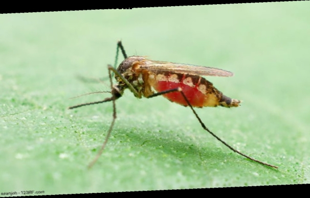 Malaaria kasvab maailmas