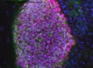 Нов тип стволови клетки за мечтата за регенеративна медицина