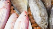 Viņi dažu zivju dzīvsudrabu saista ar autoimūno slimību risku