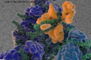 Откривају како се шири вирус хепатитиса Ц