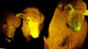 Urugvajas dienasgaismas aitas, kas spīd kā medūzas