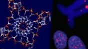 Primeiro a "hélice quádrupla" do DNA em humanos