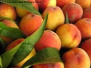 Peaches, (peaches) untuk mengelakkan metastasis beberapa kanser?