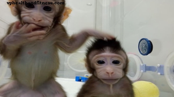 Klonede aper som Dolly sauen