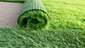 Гумова трава може бути канцерогенною