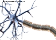 Avtizem: dodatna sinapsa v možganih