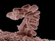 "Stresa ietekmē" baktērijas kļūst izturīgas pret antibiotikām
