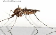 Kontrolējiet odu, lai cīnītos ar Zikas vīrusu