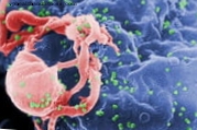 Nacházejí klíč k virulenci HIV