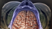 Một khối u não hoặc chấn thương có thể xác định hành vi của chúng tôi?