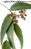 Eukalyptus: Indikace, dávkování a vedlejší účinky