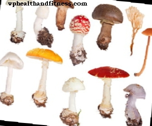 Indsaml og spiser svampe: Anbefalinger