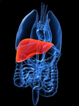 Жировий стеатоз печінки або печінки