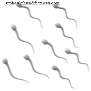 Spermie nebo semenná tekutina (sperma)